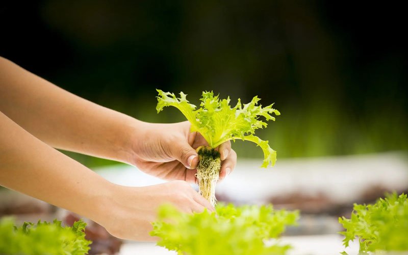 5 Tips for growing plants with hydroponics easy and efficiently