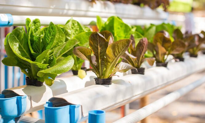 Macro and micronutrients in hydroponics: Key elements for thriving plants